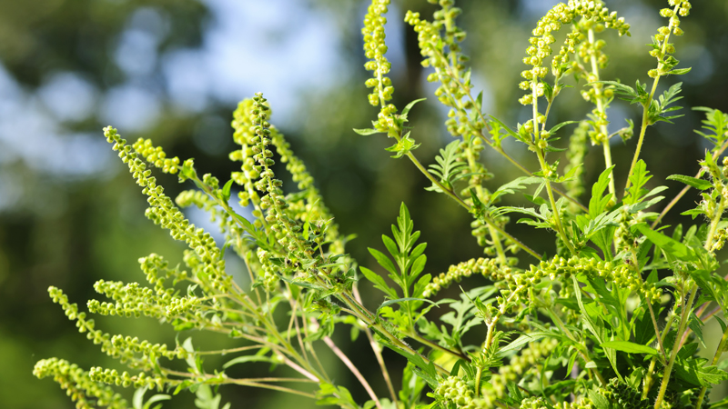 rencontre des cellules reproductrices chez les plantes à fleurs